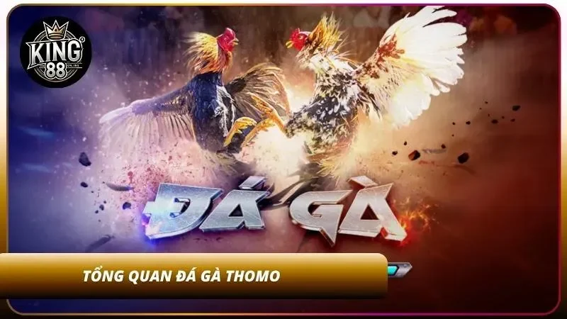 Cách Cược Đá Gà Thomo Tại King88 - Livestream HD Cực Đã 1 Sơ lược đá gà Thomo gay cấn