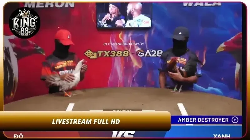 Cách Cược Đá Gà Thomo Tại King88 - Livestream HD Cực Đã 2 Livestream trực tiếp chất lượng cao