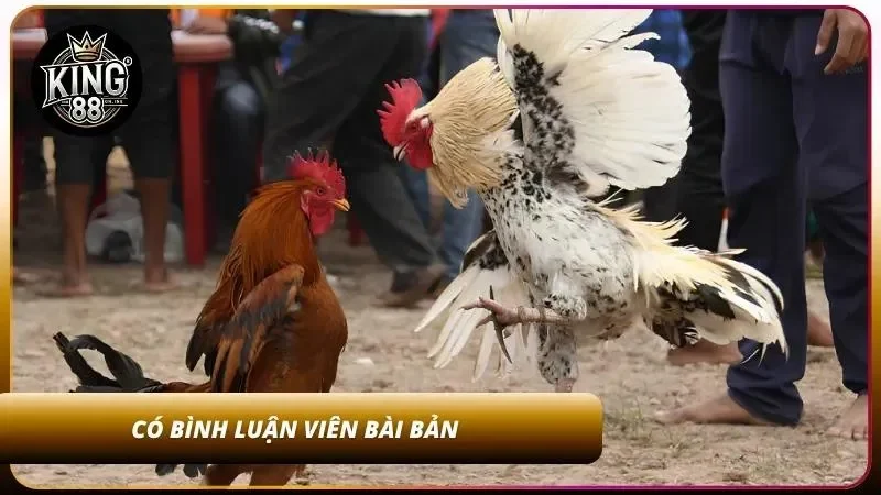 Cách Cược Đá Gà Thomo Tại King88 - Livestream HD Cực Đã 3 Có bình luận viên chuyên nghiệp trong mọi trận đấu
