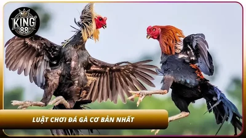 Tân thủ cần nắm rõ quy luật tại nhà cái