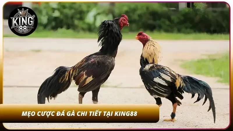 Bỏ túi bí quyết giúp thắng lớn